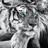 Jumboposter Tiger, Nr. 3