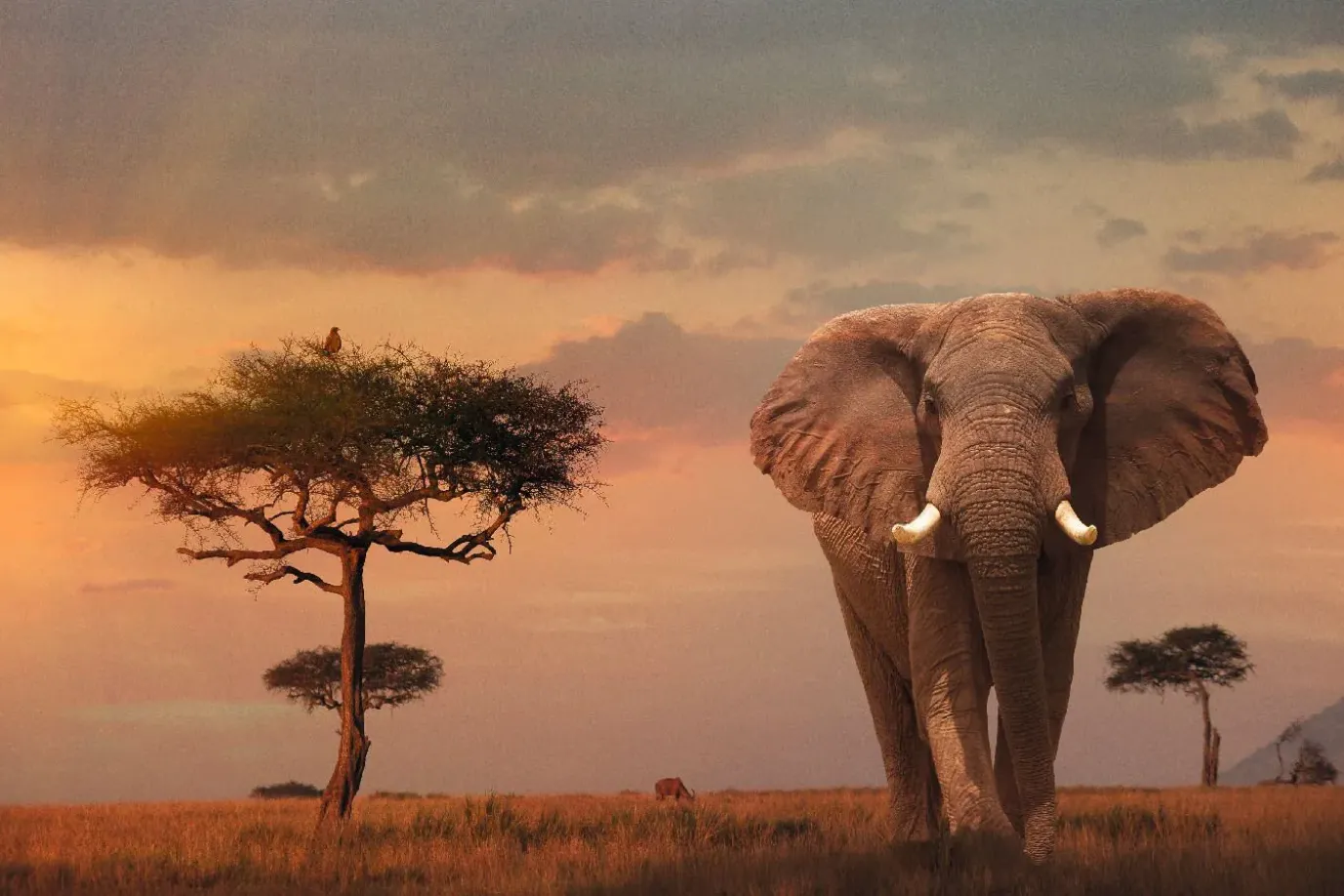 Poster African Wildlife Elephant, Nr. 4