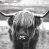 Poster Cattle, Nr. 27