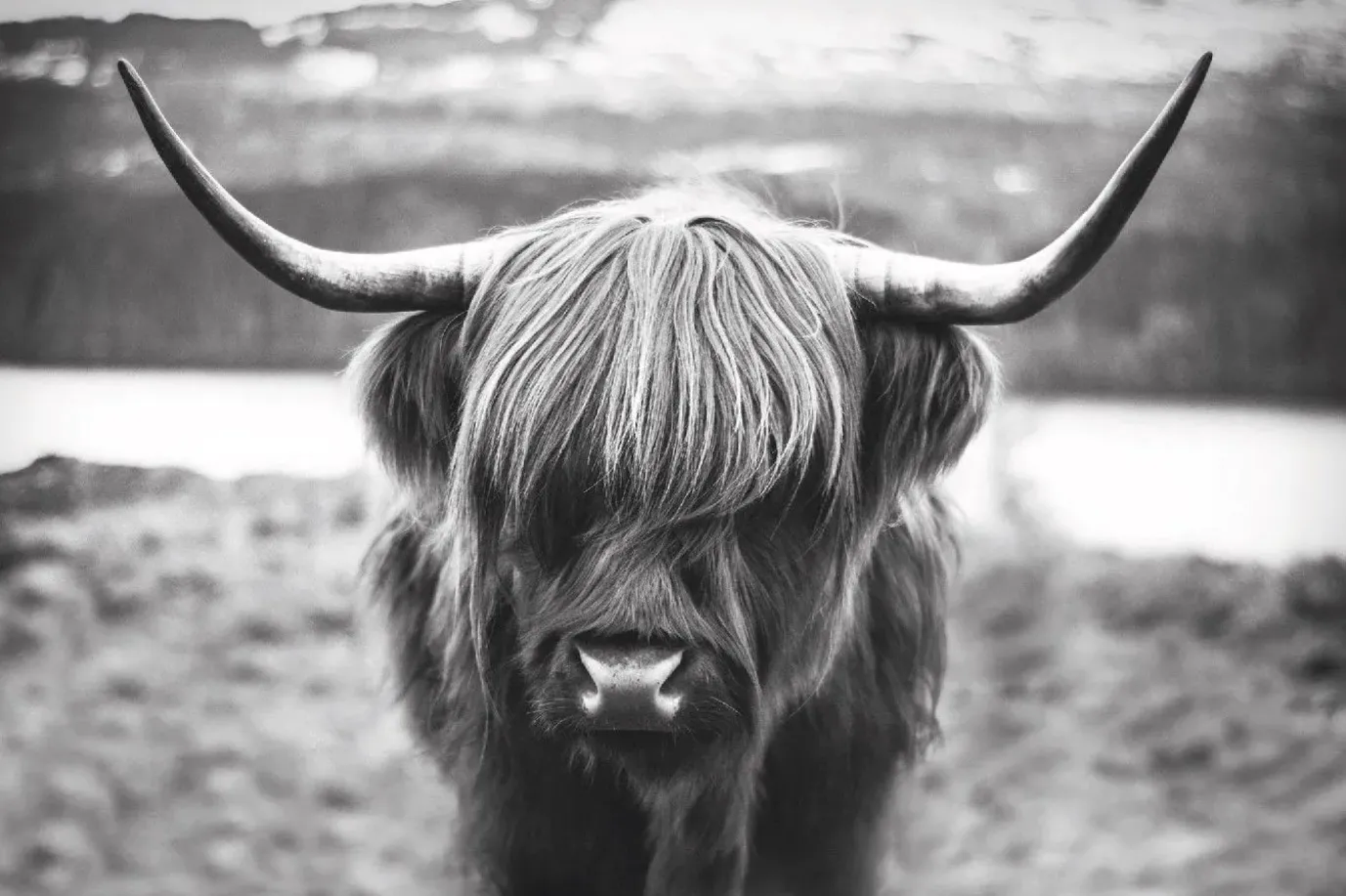 Poster Cattle, Nr. 27