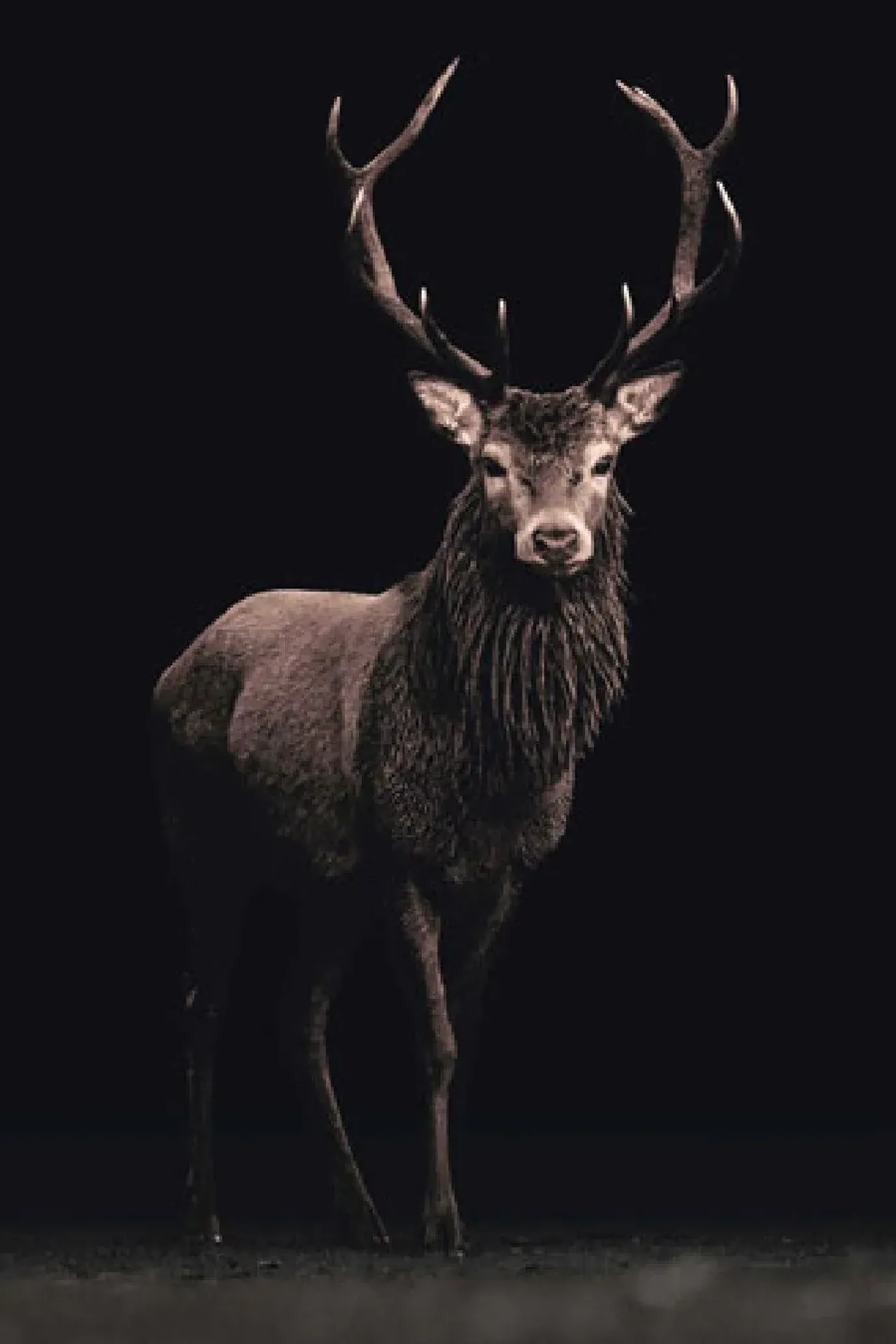 Poster Deer On Black, Nr. 160