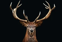 Poster Deer Portrait, Nr. 163