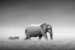Poster Elephant Zebra, Nr. 233