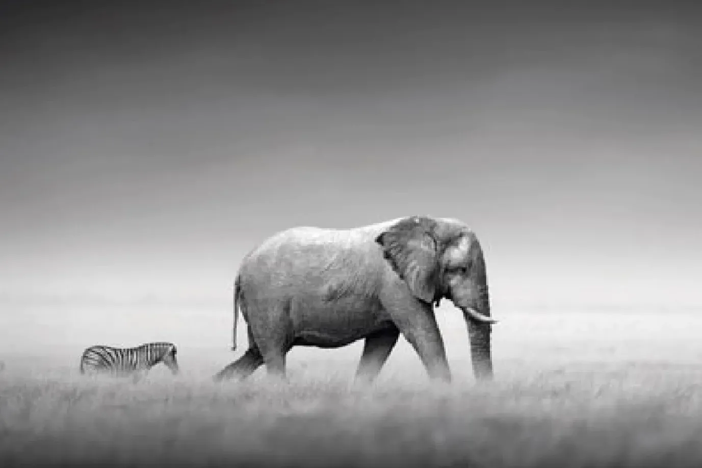 Poster Elephant Zebra, Nr. 233