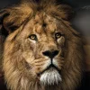Poster Lion Design, Nr. 188