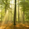 Poster Sunbeam Forest, Nr. 184