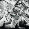 Poster Tiger Is Watching You, Nr. 137