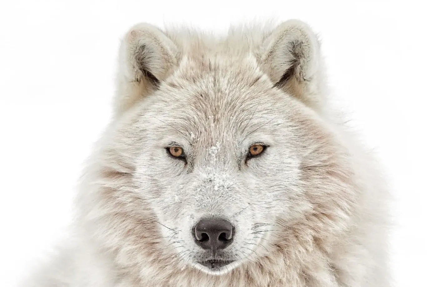 Poster Wolf Head, Nr. 202