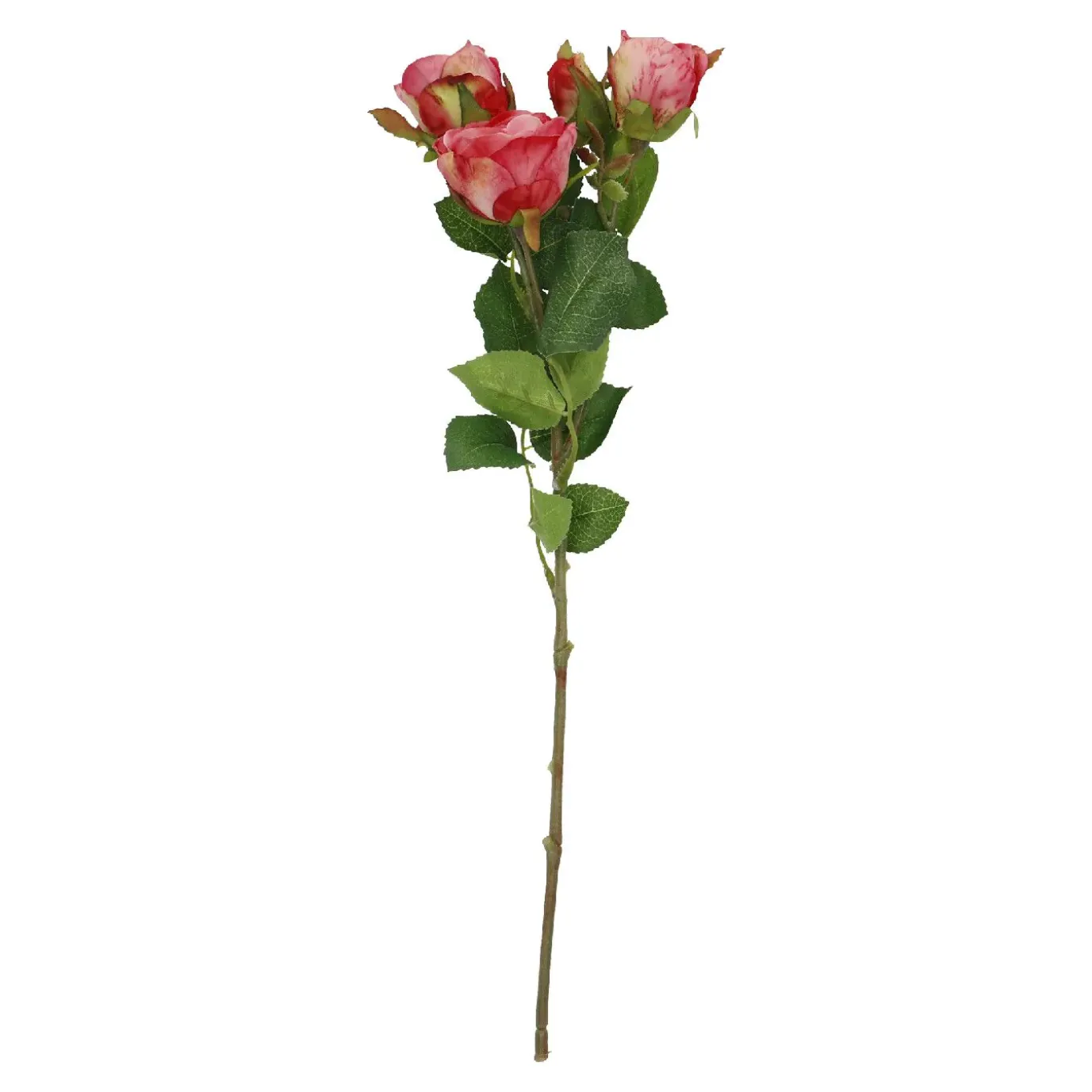 Rose Alina, 3 Blüten/dunkelrosa, 38 Cm