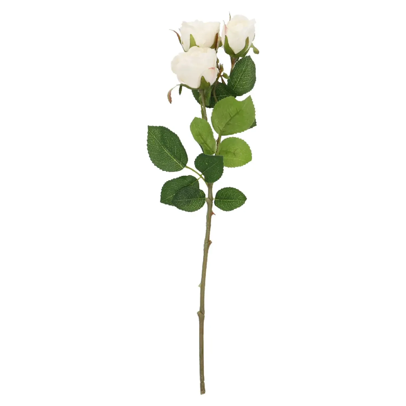 Rose Alina, 3 Blüten/weiß, 38 Cm